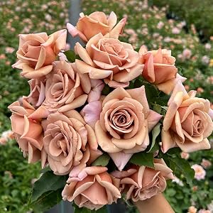 Brown rose plants