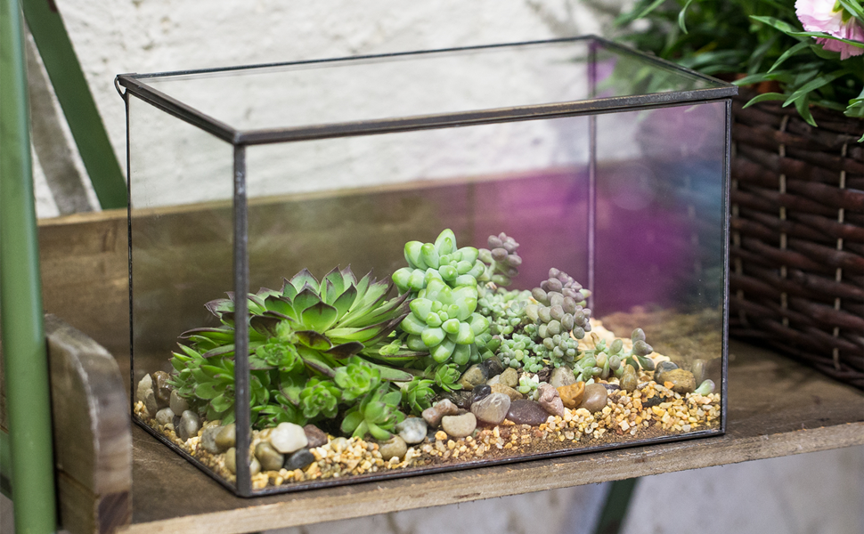 Rectangle Clear Glass Geometric Terrarium