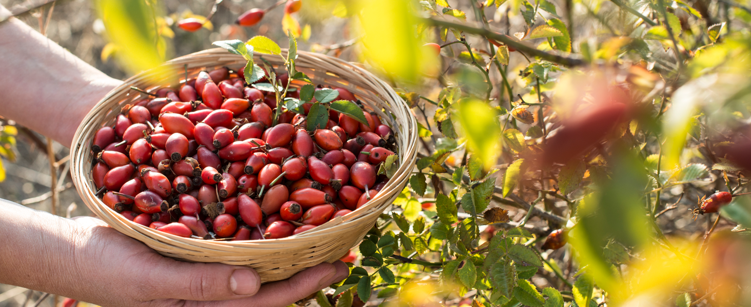 A bowl of freshly picked rosehip fruits