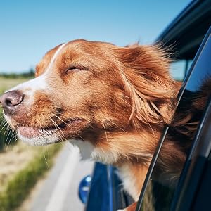 Happy dog enjoying fresh air while riding in a car