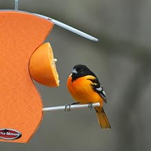 Oriole eating orange on Kettle Moraine Curved Oriole Feeder