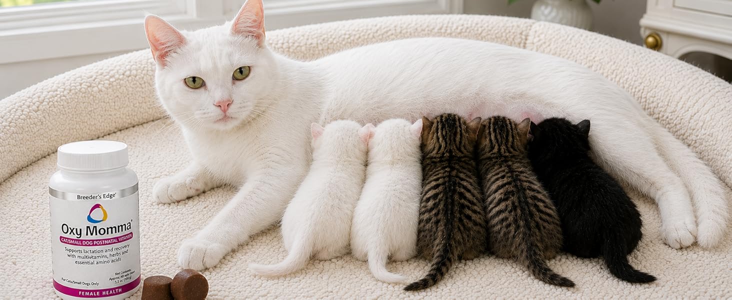 White mother cat nursing five kittens beside Breeder’s Edge Oxy Momma postnatal vitamin bottle.