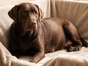 Adult dog resting comfortably on bed showing recovery after labor