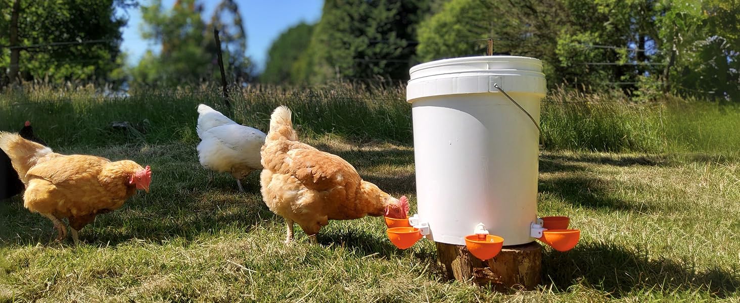duck waterer, chicken waterer