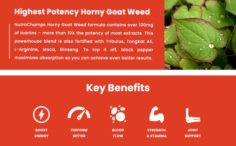 highest potency horny goat weed