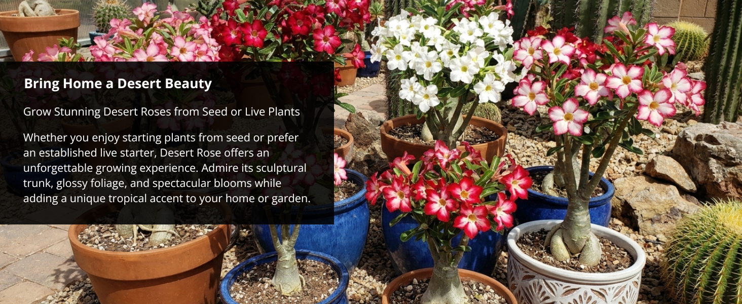 Grow a One-of-a-Kind Tropical Beauty