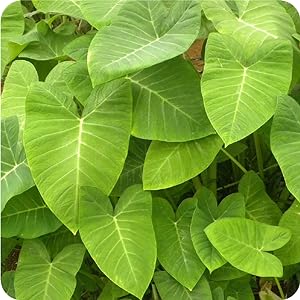 white thai constellation monstera silver magnifica neon colocasia planting outdoor scales lanting