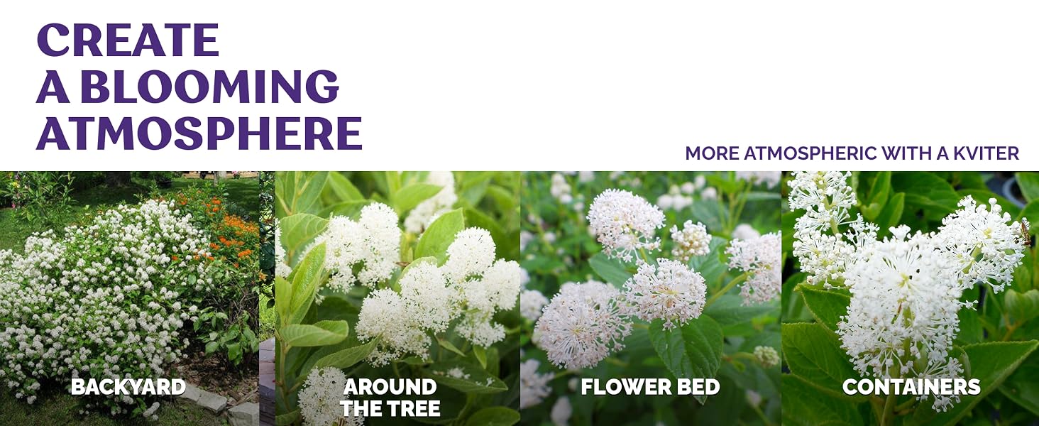 #151 20 New Jersey Tea (Ceanothus Americanus) seeds_8