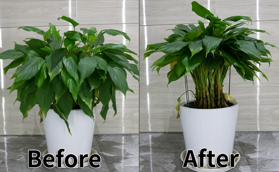 plant support