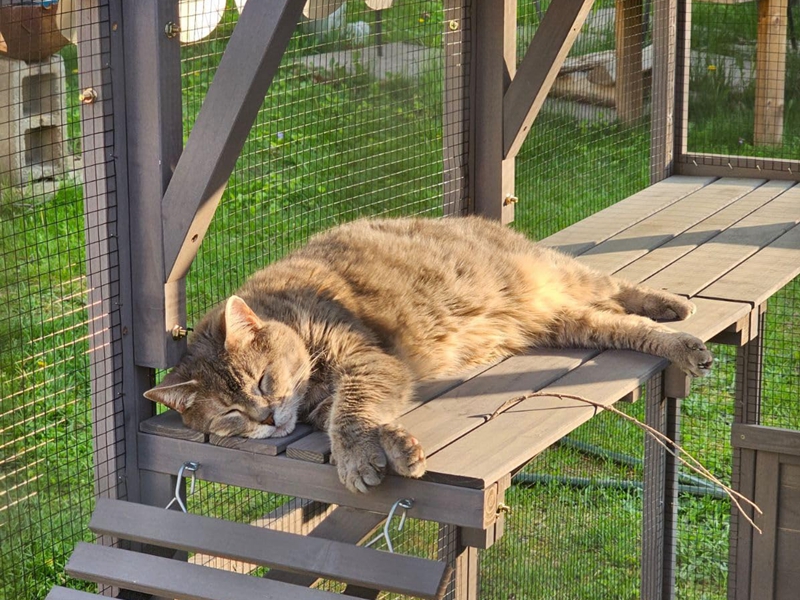 cat house