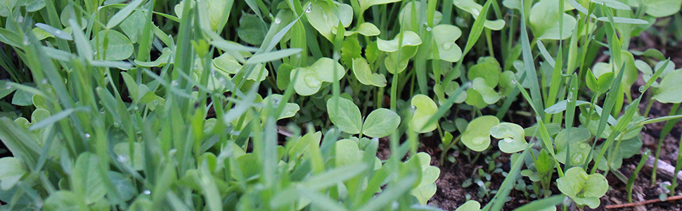 close up of garden cover crop seed mix growing in a backyard garden