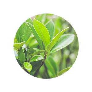 plant protection, sunscreen with zinc oxide
