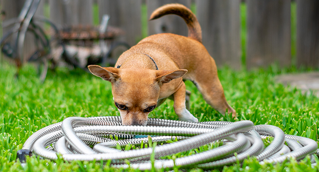 pet proof stainless steel metal tardigrade garden hose watering hoses
