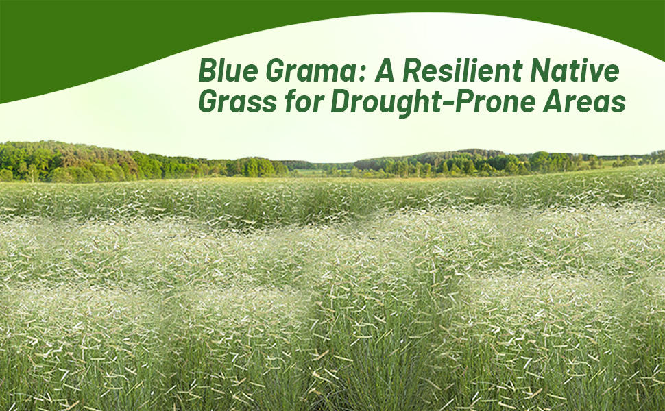 Blue Grama Native Grass For Drought Prone Areas