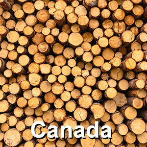 cananda maple