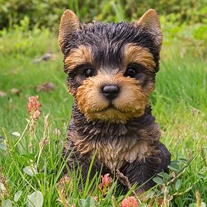 Yorkshire Terrier Puppy_LS