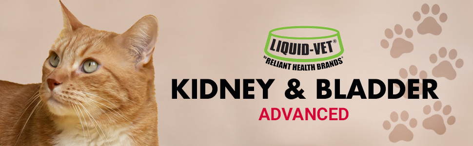 cat kidney and bladder