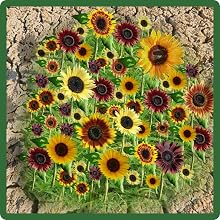 Heat &amp;amp; Drought Tolerant Helianthus Annuus Sunflowers