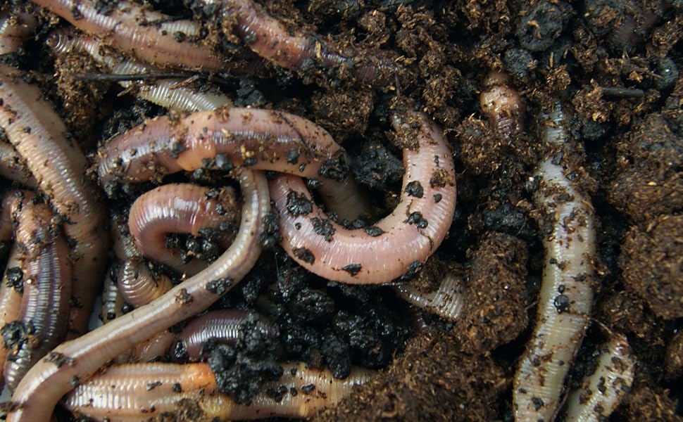 earthworms