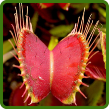 Venus Flytrap Plant