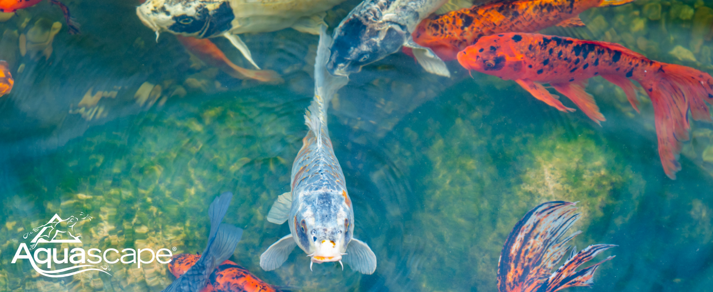 EPDM 45mil Liner, Koi Fish