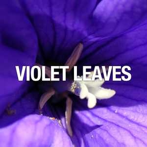 Violet Leaves