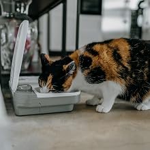 Cat eating from automatic pet feeder