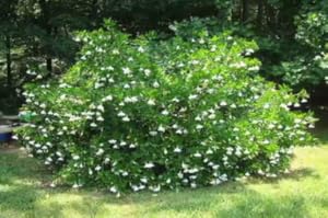 gardenia, shrub, bush, gardenia bush, gardenia shrub