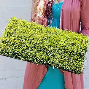 Zoysia Grass Tray
