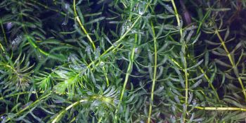 Hydrilla, Bottom-growing algae