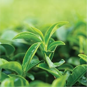 Horbaach Green Tea Extract Capsules