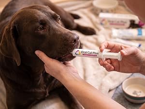 Dog mom receiving oral calcium gel from syringe for labor support