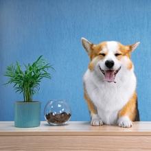 Live Indoor Dog Friendly Cat Friendly Plant