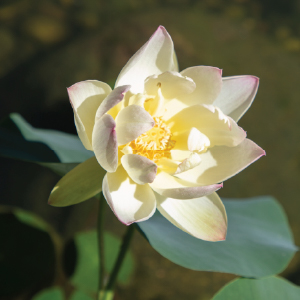 Water Garden, Pond, clarity clean