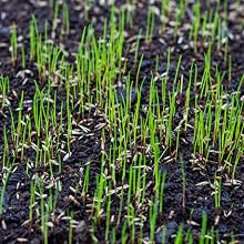 Grass, grass seed, seed, perennial ryegrass, perennial ryegrass seed, lawn, lawn seed, greenview
