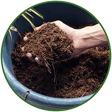 Hand holding handful of shredded coconut coir, the fibrous husk of coconuts great for succulents