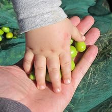 Greek extra virgin olive oil