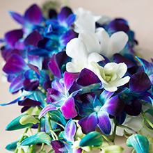 Orchids