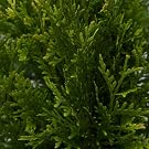 Thuja Green Giant Arborvitae foliage