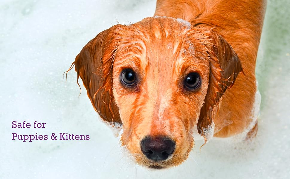 Pet MD Micoseb-CX Shampoo