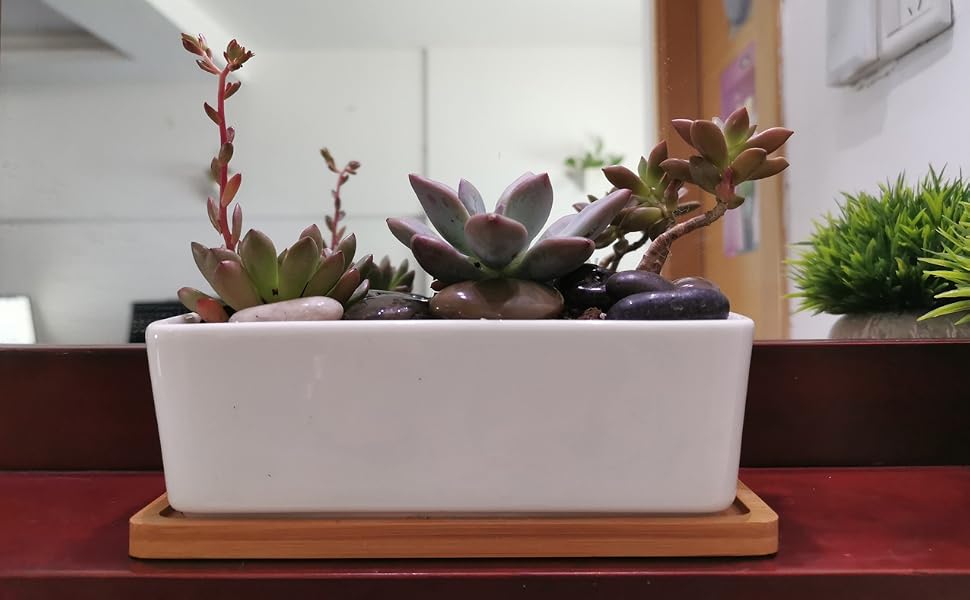 succulent pots