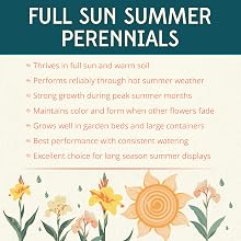 Perennial