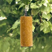 C&amp;S Peanut Delight No Melt Suet Dough Log with hanger hanging from tree