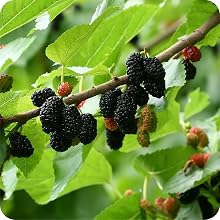 carnivore small alive eating pots water soluble fertilizer outdoor purpose food grow growth feed