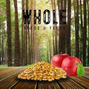 Rustic Forest View of Corn Grain With Apple Scents