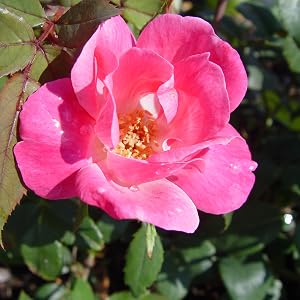 rose;flower;pink