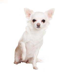 White Chihuahua