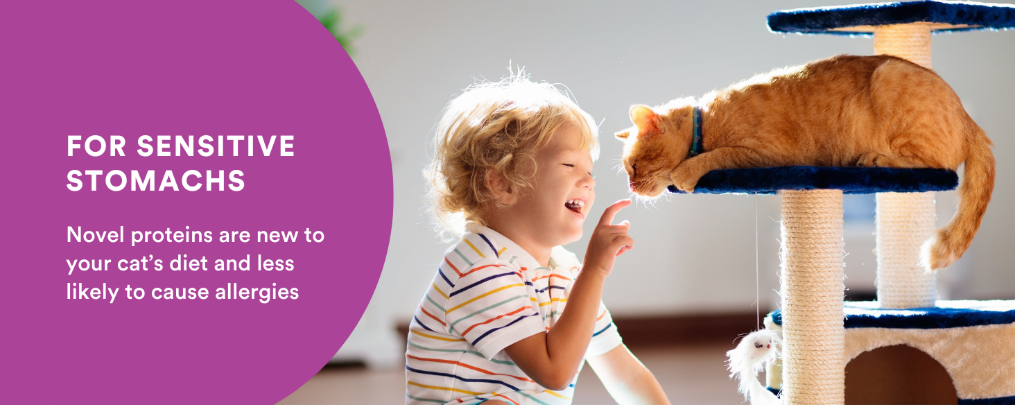 Healthy Cat Food Grain free Human-Grade Allergy Sensitivity Chicken Pork Turkey Protein Holistic