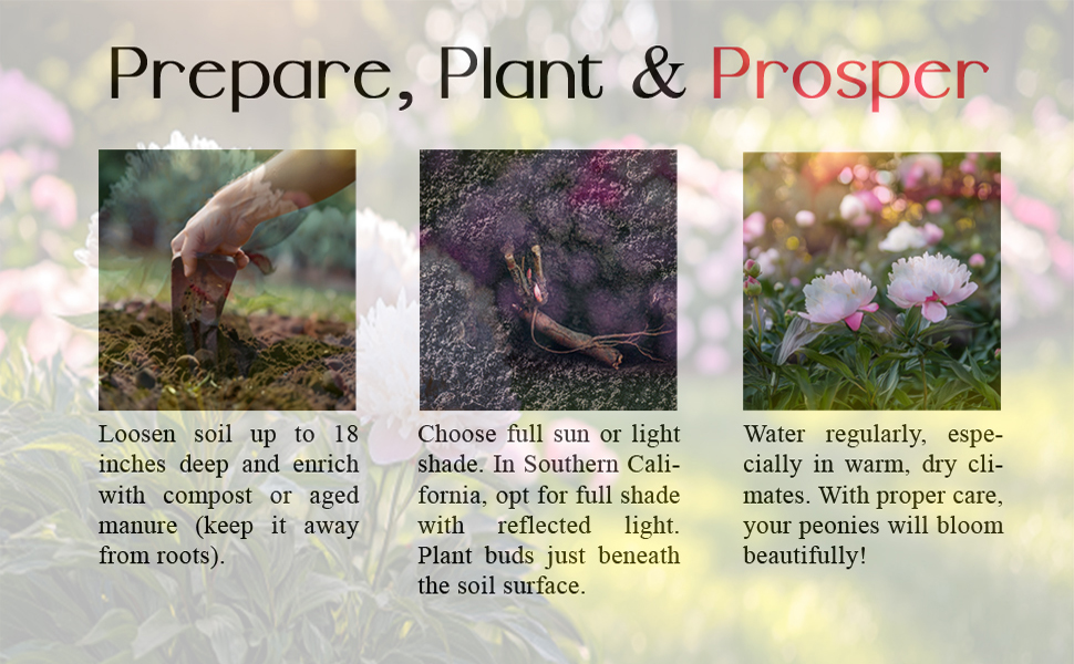 Prepare, Plant &amp; prosper Peonies