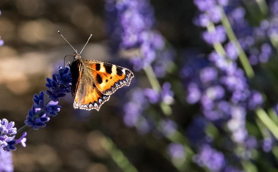 butterfly on lavender plant